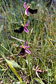 Nelle terre di Matilde - Sentiero da Valestra a Carpineti: Orchidea del genere Ophrys, L'ofride di Bertoloni  (Ophrys bertolonii)